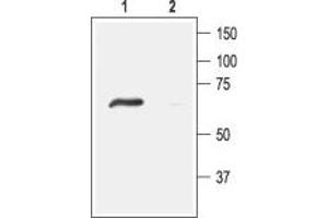 Western blot analysis of rat DRG lysates: - 1. (ACCN4 Antikörper  (Intracellular, N-Term))