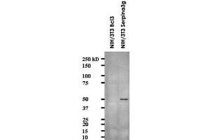 Western blot showing Serpina3g monoclonal antibody, clone MoFo29. (serine (Or Cysteine) Peptidase Inhibitor, Clade A, Member 3G (Serpina3g) (AA 406-426) Antikörper)