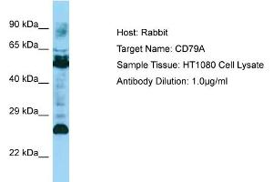Host: Rabbit Target Name: CD79A Sample Type: HT1080 Whole Cell lysates Antibody Dilution: 1. (CD79a Antikörper  (C-Term))