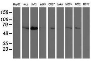 Image no. 1 for anti-Schwannomin Interacting Protein 1 (SCHIP1) antibody (ABIN1500823) (SCHIP1 Antikörper)