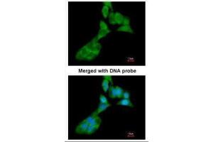 ICC/IF Image Immunofluorescence analysis of paraformaldehyde-fixed A549, using MMP3, antibody at 1:200 dilution. (MMP3 Antikörper  (N-Term))