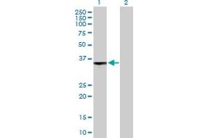 Western Blot analysis of S1PR3 expression in transfected 293T cell line by S1PR3 MaxPab polyclonal antibody. (S1PR3 Antikörper  (AA 1-378))