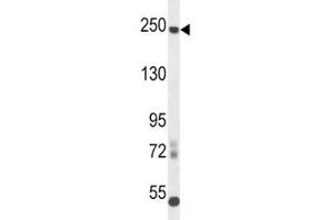 L1CAM antibody western blot analysis in mouse cerebellum tissue lysate. (L1CAM Antikörper  (AA 1154-1182))