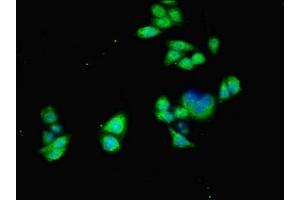 Immunofluorescence (IF) image for anti-Activin Receptor Type I (ACRV1) (AA 20-125) antibody (ABIN7143174)