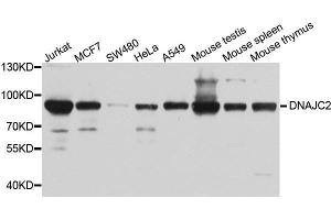 Western Blotting (WB) image for anti-DnaJ (Hsp40) Homolog, Subfamily C, Member 2 (DNAJC2) (AA 1-140) antibody (ABIN1679553)