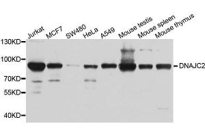 Western blot analysis of extracts of various cell lines, using DNAJC2 antibody. (DNAJC2 Antikörper  (AA 1-140))