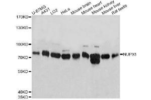 Western blot analysis of extracts of various cell lines, using NUP93 antibody. (NUP93 Antikörper  (AA 670-819))