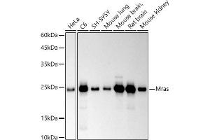 Western blot analysis of extracts of various cell lines, using Mras antibody (ABIN7268703) at 1:500 dilution. (MRAS Antikörper)