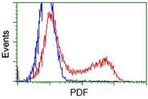 HEK293T cells transfected with either RC205788 overexpress plasmid (Red) or empty vector control plasmid (Blue) were immunostained by anti-PDF antibody (ABIN2454640), and then analyzed by flow cytometry. (GDF15 Antikörper)