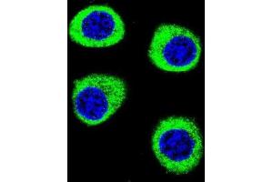 Immunofluorescence (IF) image for anti-Cleavage and Polyadenylation Specific Factor 3-Like (CPSF3L) antibody (ABIN2996062) (CPSF3L Antikörper)