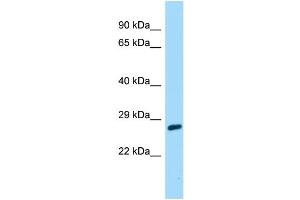 Host: Rabbit Target Name: CABP7 Sample Type: 721_B Whole Cell lysates Antibody Dilution: 1.
