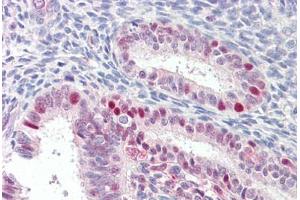 Anti-MARCH7 antibody IHC staining of human uterus. (MARCH7 Antikörper  (AA 334-344))