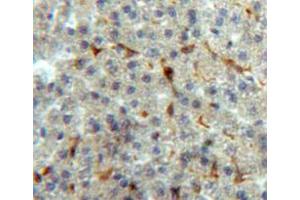 IHC-P analysis of liver tissue, with DAB staining. (Annexin V Antikörper  (AA 1-319))