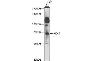 Western blot analysis of extracts of K-562 cells, using MKKS antibody (ABIN7268433) at 1:1000 dilution. (MKKS Antikörper  (AA 221-570))