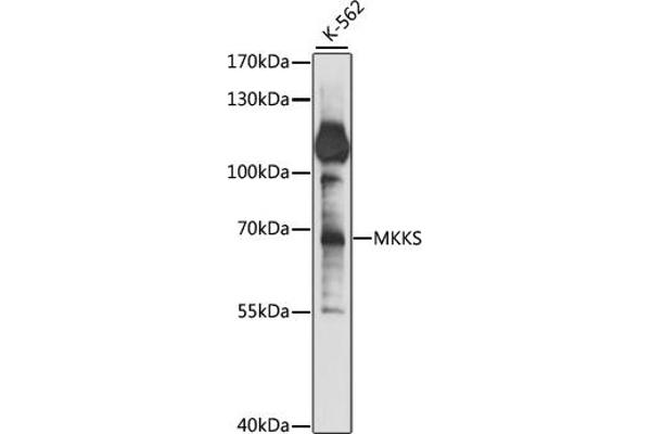 MKKS anticorps  (AA 221-570)