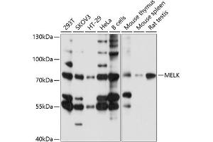 Western blot analysis of extracts of various cell lines, using MELK antibody (ABIN6128225, ABIN6143725, ABIN6143726 and ABIN6214984) at 1:1000 dilution. (MELK Antikörper  (AA 412-651))