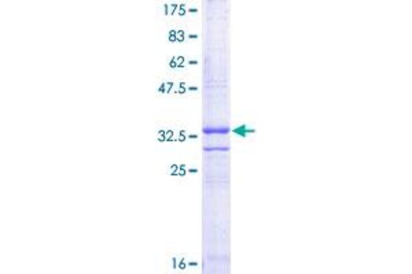 CD3G Protein (AA 23-111) (GST tag)