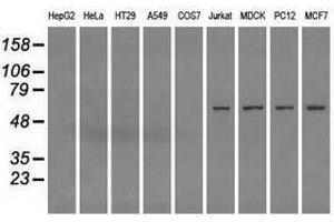 Image no. 1 for anti-Fumarate Hydratase (FH) antibody (ABIN1498267) (FH Antikörper)