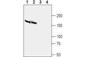 Western blot analysis of rat (lanes 1 and 3) and mouse (lanes 2 and 4) brain membranes: - 1,2. (BAI2 Antikörper  (Extracellular))