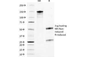 SDS-PAGE Analysis Purified TACSTD2-Monospecific Mouse Monoclonal Antibody (TACSTD2/2153). (TACSTD2 Antikörper  (AA 31-274))