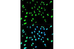 Immunofluorescence (IF) image for anti-TAR DNA Binding Protein (TARDBP) (AA 1-260) antibody (ABIN3021656) (TARDBP Antikörper  (AA 1-260))