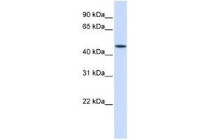 JMJD5 antibody used at 0. (JMJD5 Antikörper  (Middle Region))