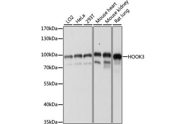 HOOK3 Antikörper  (AA 489-718)