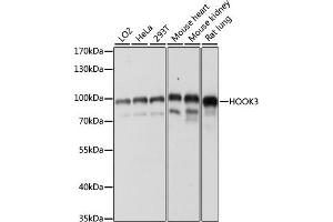 Western blot analysis of extracts of various cell lines, using HOOK3 antibody (ABIN7267781) at 1:1000 dilution. (HOOK3 Antikörper  (AA 489-718))