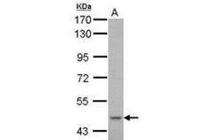 Image no. 1 for anti-Cytochrome P450, Family 51, Subfamily A, Polypeptide 1 (CYP51A1) (AA 80-337) antibody (ABIN1497741)
