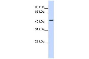 ELAC1 antibody used at 1 ug/ml to detect target protein. (ELAC1 Antikörper)