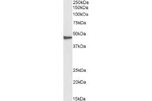 Western Blotting (WB) image for anti-GNAS Complex Locus (GNAS) (Internal Region) antibody (ABIN571171)