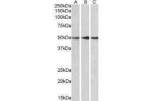 ABIN184647 (0. (PPP2R5E Antikörper  (C-Term))