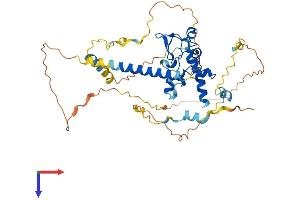 CDCA7L Protein (AA 1-438) (His tag)