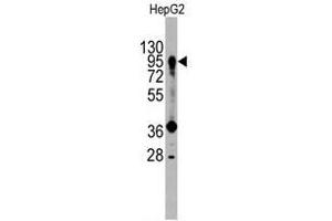 Image no. 1 for anti-Prospero Homeobox 1 (PROX1) (Center) antibody (ABIN357418) (PROX1 Antikörper  (Center))