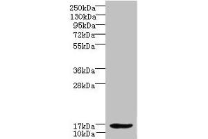 Western blot All lanes: LMO3 antibody at 6 μg/mL + Hela whole cell lysate Secondary Goat polyclonal to rabbit IgG at 1/10000 dilution Predicted band size: 17, 20, 18, 19 kDa Observed band size: 17 kDa (LMO3 Antikörper  (AA 1-145))