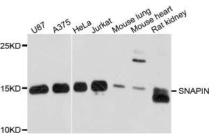 Western blot analysis of extract of various cells, using SNAPIN antibody.