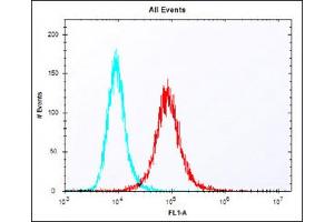 Overlay histogram showing NIH/3T3 cells stained with (ABIN6243711 and ABIN6577901) (red line). (KLF4 Antikörper  (AA 321-354))