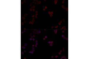 Immunofluorescence analysis of HeLa cells using PPP5C Polyclonal Antibody (ABIN6128492, ABIN6146110, ABIN6146111 and ABIN6215406) at dilution of 1:100 (40x lens). (PP5 Antikörper  (AA 1-210))