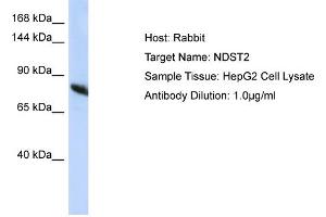 Host: Rabbit Target Name: NDST2 Sample Type: HepG2 Whole Cell lysates Antibody Dilution: 1. (NDST2 Antikörper  (C-Term))