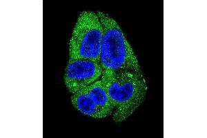 Confocal immunofluorescent analysis of DARS Antibody (N-term) (ABIN655040 and ABIN2844671) with HepG2 cell followed by Alexa Fluor 488-conjugated goat anti-rabbit lgG (green). (DARS Antikörper  (N-Term))