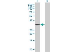 Western Blot analysis of FCN1 expression in transfected 293T cell line by FCN1 MaxPab polyclonal antibody. (FCN1 Antikörper  (AA 1-326))