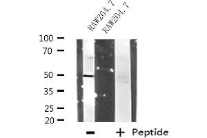 Western blot analysis of extracts from RAW264. (RNF14 Antikörper  (N-Term))