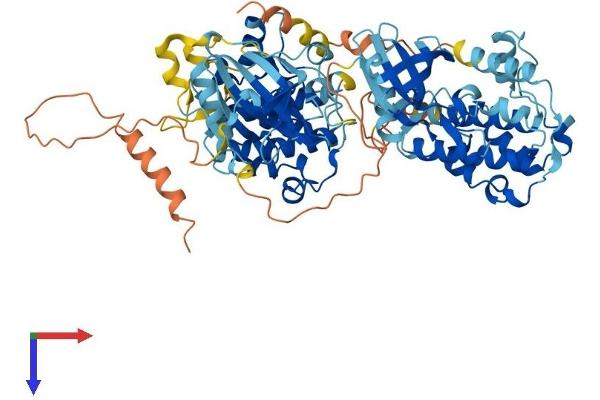 RPS6KA2 Protein (AA 1-733) (His tag)