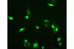 IF analysis of HMGB3 using anti-HMGB3 antibody (ABIN7603126). (HMGB3 Antikörper  (N-Term))