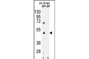 Western blot analysis of SD8 Antibody (N-term) Pab (ABIN655974 and ABIN2845359) pre-incubated without(lane 1) and with(lane 2) blocking peptide in mouse liver tissue lysate.