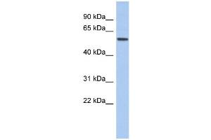 WB Suggested Anti-EBF2 Antibody Titration:  0. (EBF2 Antikörper  (Middle Region))