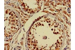 Immunohistochemistry of paraffin-embedded human testis tissue using ABIN7161314 at dilution of 1:100 (Neuroligin 1 Antikörper  (AA 51-300))