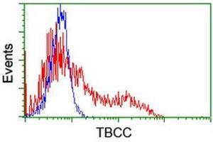 HEK293T cells transfected with either RC203563 overexpress plasmid (Red) or empty vector control plasmid (Blue) were immunostained by anti-TBCC antibody (ABIN2455773), and then analyzed by flow cytometry. (TBCC Antikörper)
