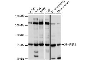 Western blot analysis of extracts of various cell lines, using XPNPEP3 Rabbit pAb  at 1:1000 dilution. (XPNPEP3 Antikörper  (AA 1-250))