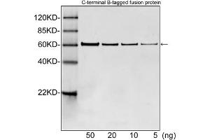 Western blot analysis of B tagged fusion proteins expressed in E. (B Tag Antikörper)